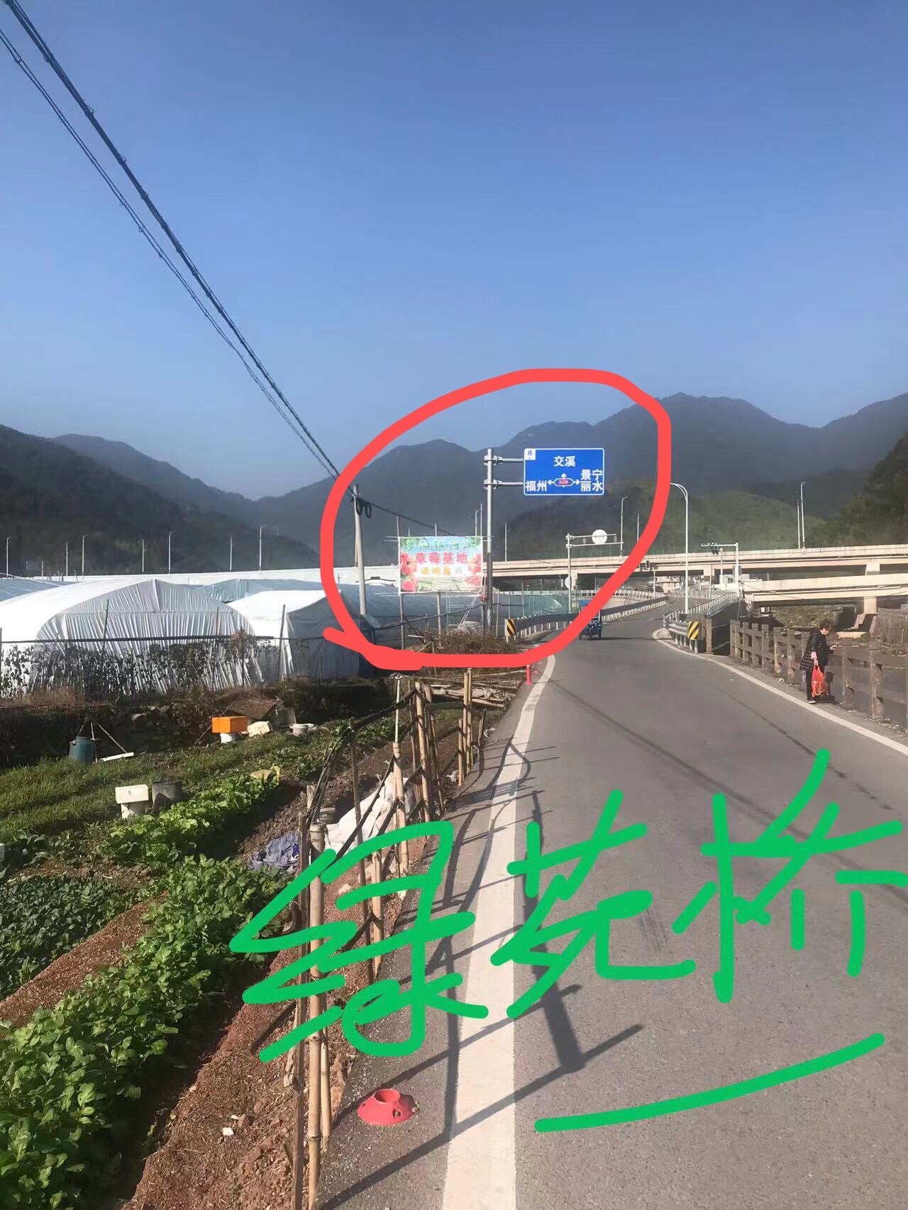 罗阳镇阿江草莓基地