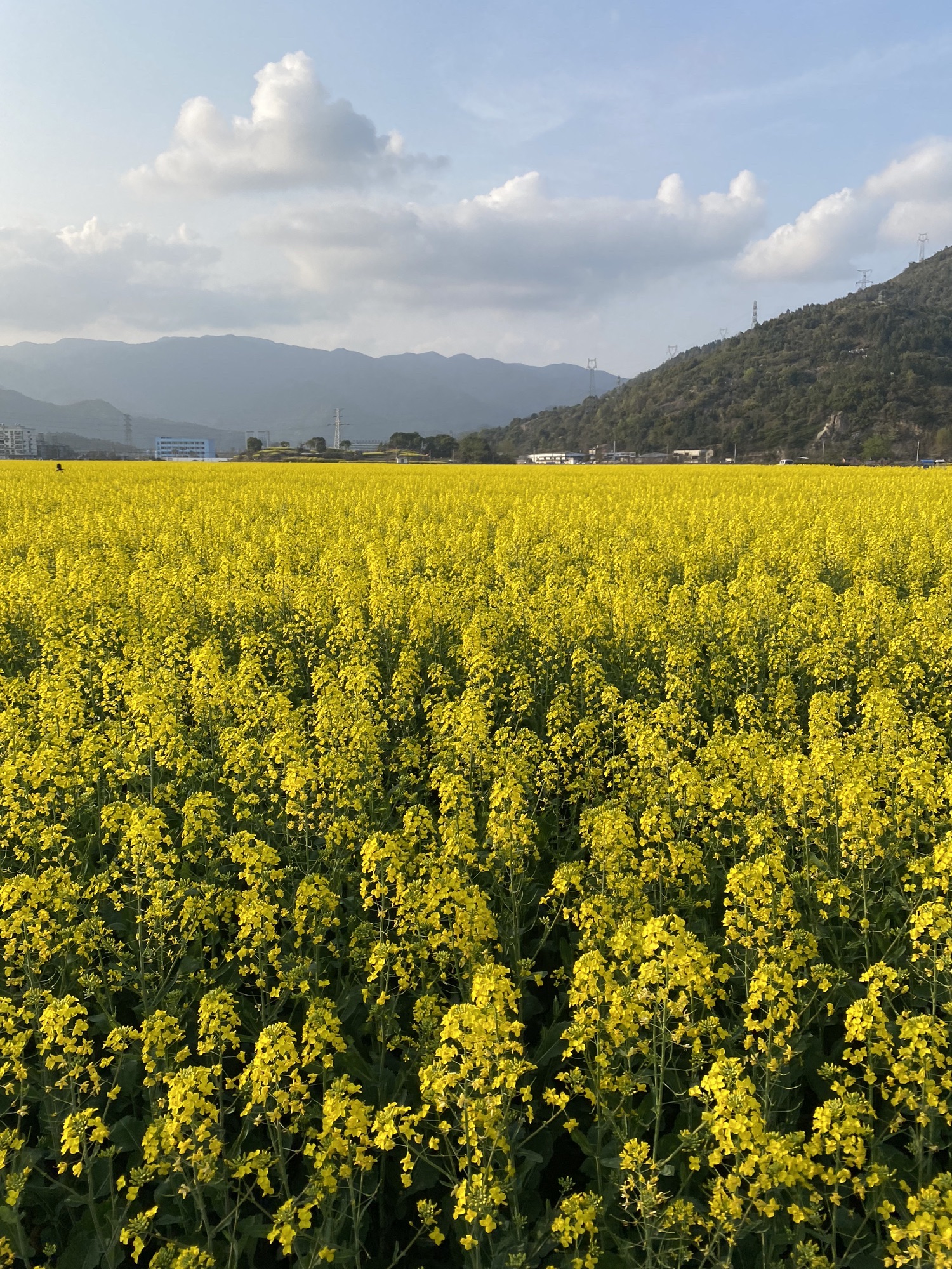 桐浦油菜花海(田园花陌·画意桐浦)